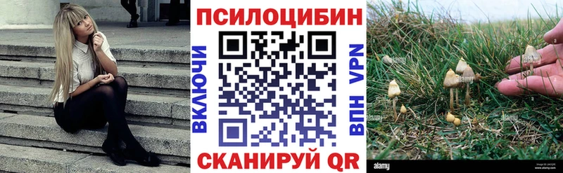 Псилоцибиновые грибы Cubensis  Купить где  Горбатов 